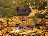 Flora E Fauna