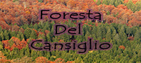 La Splendida Foresta Del Cansiglio